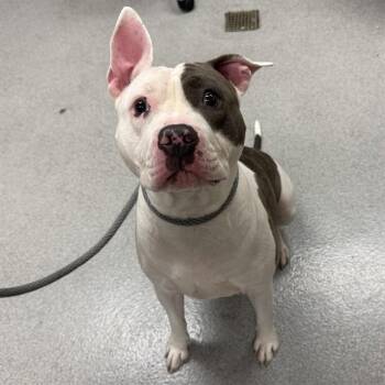 MOLLY -  Pit Bull Terrier Dog for Adoption in Rancho Cucamonga, California - MOLLY | PetCurious
