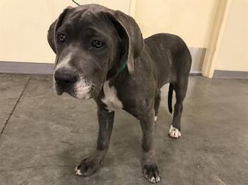 KIMOTHY -  Great Dane and Mastiff Dog for Adoption in Tustin, California - KIMOTHY | PetCurious