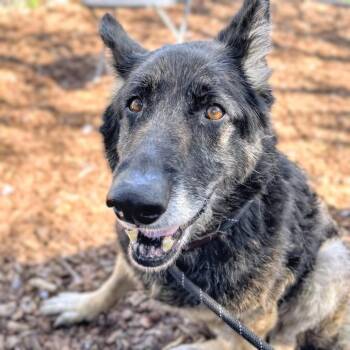 Shepherd Dogs Available for Adoption - Mya | PetCurious