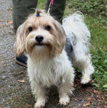 Tilda -  Yorkshire Terrier Dog for Adoption in Puyallup, Washington - Tilda | PetCurious