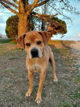 Beagle and Labrador Retriever Dogs Available for Adoption - Scrappy Doo  | PetCurious