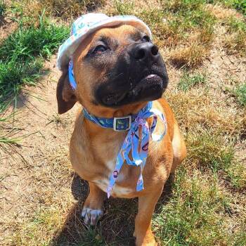 Jackson -  Bullmastiff and Boxer Dog for Adoption - Jackson | PetCurious
