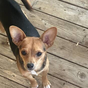 Toby -  Chihuahua Dog for Adoption in Birmingham, Alabama - Toby | PetCurious