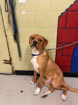 Rescue Labrador Retriever and Mixed Breed Dogs for Adoption in Indianapolis, Indiana - ELLIOTT | PetCurious