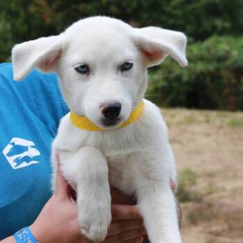 CT Fusilli -  Shepherd and Husky Dog for Adoption in Eastford, Connecticut - CT Fusilli | PetCurious