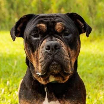 Winston (20260803-04) -  Bulldog Dog for Adoption in Niagara Falls, Ontario - Winston (20260803-04) | PetCurious