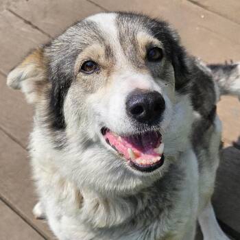 Rescue Husky Dogs for Adoption in Jefferson, New Hampshire - Ruby | PetCurious