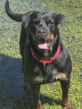 Rescue Mixed Breed Dogs for Adoption in Ocala, Florida - Vedette | PetCurious