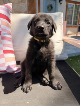 Hutton -  German Shepherd Dog Dog for Adoption in Pleasant Hill, California - Hutton | PetCurious