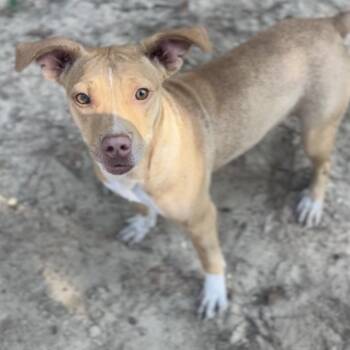 Rescue Mixed Breed Dogs for Adoption in Wiggins, Mississippi - Miel | PetCurious