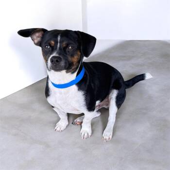 Elvis -  Beagle and Dachshund Dog for Adoption in Sequatchie, Tennessee - Elvis | PetCurious