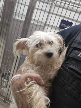 ZigglyPuff- ADOPTED -  Yorkshire Terrier and Mixed Breed Dog for Adoption in Atlanta, Georgia - ZigglyPuff- ADOPTED | PetCurious
