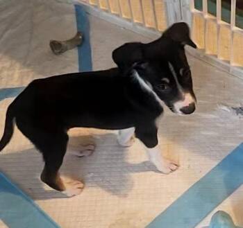 Adrian -  Bluetick Coonhound Dog for Adoption in Colorado Springs, Colorado - Adrian | PetCurious