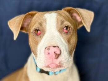Yacht -  Pit Bull Terrier Dog for Adoption in Portland, Oregon - Yacht | PetCurious