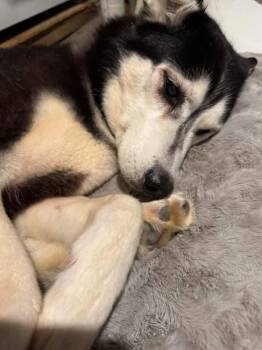 Sasha -  Siberian Husky Dog for Adoption - Sasha | PetCurious