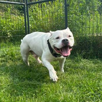Ashley -  Terrier Dog for Adoption in Waynesboro, Pennsylvania - Ashley | PetCurious