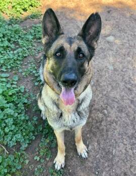 DOJA -  German Shepherd Dog Dog for Adoption in Sacramento, California - DOJA | PetCurious