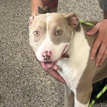 Cookie -  Mixed Breed Dog for Adoption in Dearborn, Michigan - Cookie | PetCurious