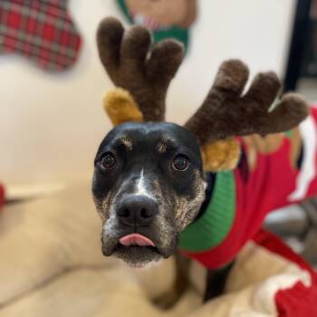 Rescue Pit Bull Terrier and Mixed Breed Dogs for Adoption in Oxford, Michigan - Adele | PetCurious