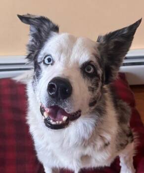 Border Collie Dogs Available for Adoption - Steele | PetCurious