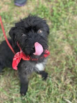 Mr. Snuffles -  Mixed Breed Dog for Adoption in Dickson, Tennessee - Mr. Snuffles | PetCurious
