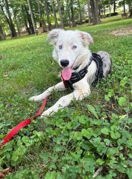 Skylar -  Australian Shepherd Dog for Adoption in Joppa, Alabama - Skylar | PetCurious