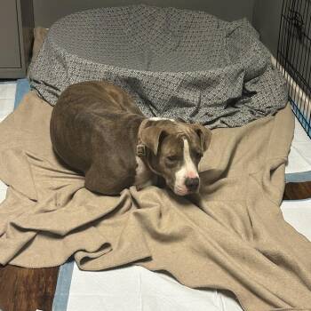 Vespera -  Terrier Dog for Adoption in St. Louis, Missouri - Vespera | PetCurious