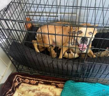 Luna -  American Bulldog Dog for Adoption in Lakeland, Florida - Luna | PetCurious