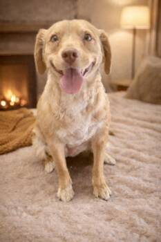 Kibby -  Chihuahua Dog for Adoption in Coachella, California - Kibby | PetCurious