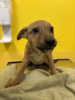 Farrah -  Mixed Breed Dog for Adoption in Raleigh, North Carolina - Farrah | PetCurious