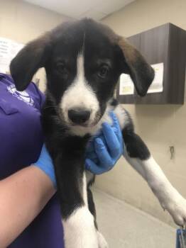 KARL -  German Shepherd Dog and Husky Dog for Adoption in Conroe, Texas - KARL | PetCurious
