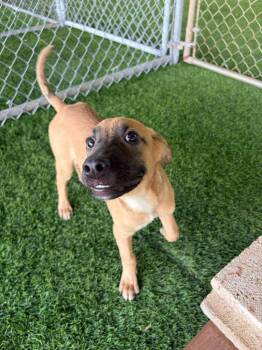 Mixed Breed Dogs Available for Adoption in New York, New York - Pochito | PetCurious