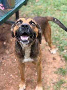 Scarface -  Hound Dog for Adoption - Scarface | PetCurious