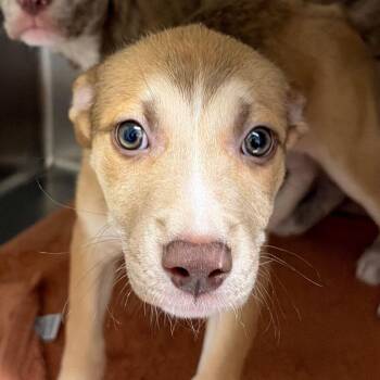 Libby 22535 -  Mountain Cur and Mixed Breed Dog for Adoption in Cumming, Georgia - Libby 22535 | PetCurious