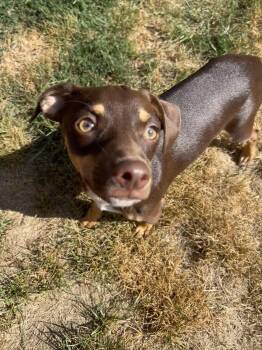 Yogi -  Chihuahua and Miniature Pinscher Dog for Adoption in Winter, Wisconsin - Yogi | PetCurious