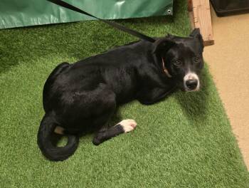 Junie Bear 178627 -  Border Collie Dog for Adoption in Visalia, California - Junie Bear 178627 | PetCurious