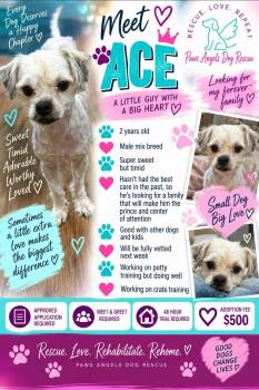 Ace -  Miniature Poodle Dog for Adoption in Nashville, Tennessee - Ace | PetCurious