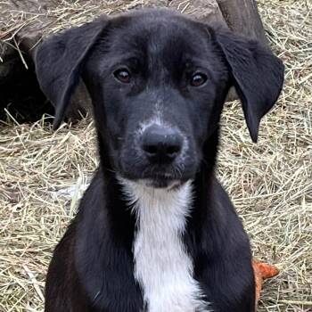 Rescue Hound Dogs for Adoption in Portland, Maine - Snookie (Fee Reduced Until 12/15) | PetCurious