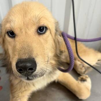 Great Pyrenees and Mixed Breed Dogs Available for Adoption - Scottie | PetCurious