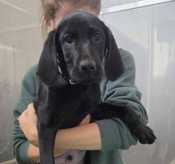 Marvin (Available 11/10) -  Hound and Labrador Retriever Dog for Adoption in Williamsburg, Iowa - Marvin (Available 11/10) | PetCurious