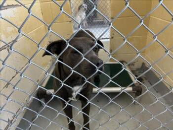 Pit Bull Terrier and Mixed Breed Dogs Available for Adoption in Tulsa, Oklahoma - COCA-COLA | PetCurious