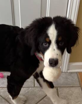 Bo -  Bernese Mountain Dog and Miniature Poodle Dog for Adoption in Franklin, Tennessee - Bo | PetCurious