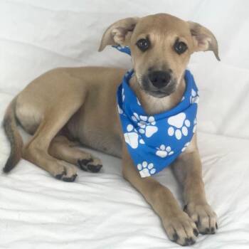 Dover - Local November 6-8 -  Labrador Retriever Dog for Adoption in Brookshire, Texas - Dover - Local November 6-8 | PetCurious