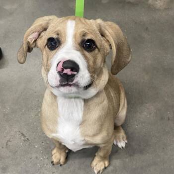 Mixed Breed Dogs Available for Adoption - Piney | PetCurious