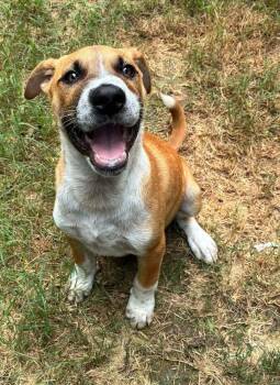 Billy (AVAILABLE 6/16) -  Mixed Breed Dog for Adoption in Leverett, Massachusetts - Billy (AVAILABLE 6/16) | PetCurious