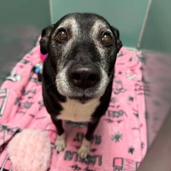 Jedi -  Mixed Breed Dog for Adoption in Titusville, Florida - Jedi | PetCurious