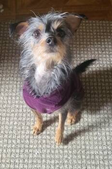 Rescue Silky Terrier Dogs for Adoption in VERNON ROCKVL, Connecticut - Courtesy Post - DeeDee | PetCurious