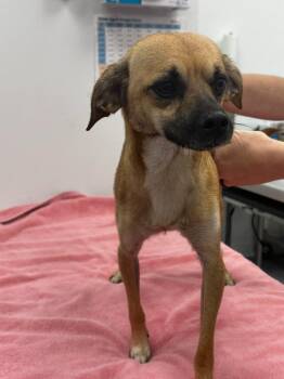 Pugsley -  Chihuahua and Pug Dog for Adoption in Cambridge, Maryland - Pugsley | PetCurious