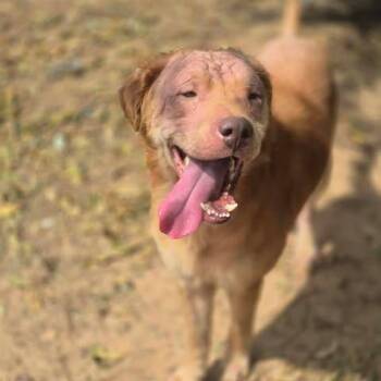 Douge -  Labrador Retriever and Mixed Breed Dog for Adoption in Dover, Arkansas - Douge | PetCurious