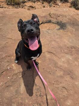 Nico -  Pit Bull Terrier Dog for Adoption in Roosevelt, Utah - Nico | PetCurious